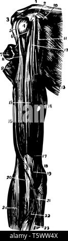 Cette illustration représente les muscles de l'épaule et le bras vintage dessin ou gravure illustration. Illustration de Vecteur