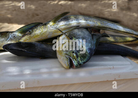 Gros poisson frais pêché par les pêcheurs de la mer. Banque D'Images