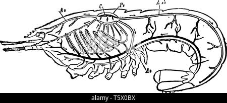 Cette image représente la santé circulatoire et respiratoire d'une écrevisse vintage dessin ou gravure illustration. Illustration de Vecteur