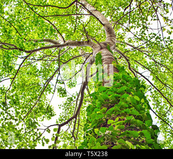 Arbre avec des vignes jusqu'au coffre depuis un angle bas à Caravaca de la Cruz, Espagne ou Volubilate Liana plante un arbre vert couleur de la nature, 2019. Banque D'Images