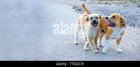 Deux petits chiens errants cute animal sur la route vous regarder une chaîne que vous. Animaux domestiques errants perdus sans propriétaire. Chien errant solitaire à Murcia, Espagne, 2019 rue. Banque D'Images