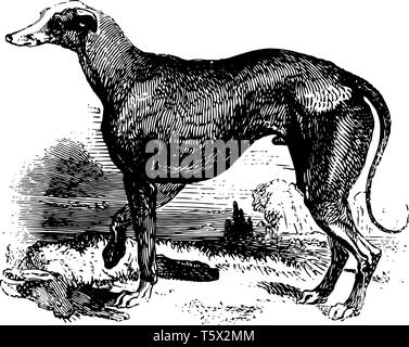 Greyhound est une race de chien qui a été produites pour jeu de course et de Greyhound Racing vintage dessin ou gravure illustration. Illustration de Vecteur