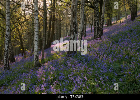 Tapis de jacinthes des bois sur banque dans le Kent, UK Banque D'Images