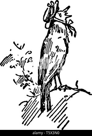 La mort et l'Enterrement de Robin cette scène montre un oiseau sur une branche d'arbre et le chant vintage dessin ou gravure illustration Illustration de Vecteur