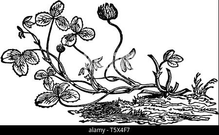 Un trèfle blanc est considérée dans ce cadre. Ses feuilles sont en forme de coeur et les fleurs sont rondes, vintage dessin ou gravure illustration. Illustration de Vecteur