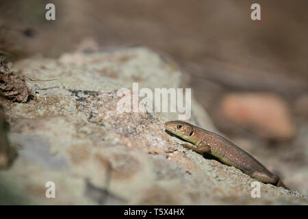 Mur des Balkans,lizzard Podarcis tauricus,juvenille, ans Banque D'Images