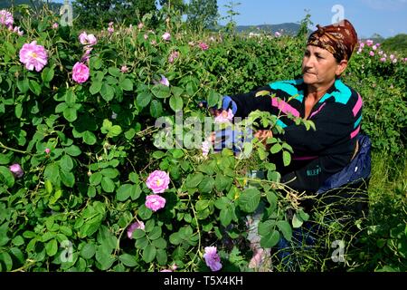 La récolte de la communauté gitane roses - Rose Festival à Kazanlak. Province de Stara Zagora BULGARIE. Banque D'Images