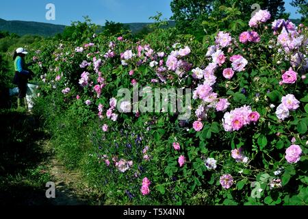 La récolte de la communauté gitane roses - Rose Festival à Kazanlak. Province de Stara Zagora BULGARIE. Banque D'Images