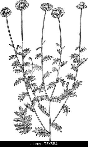 Une photo montre des fleurs et de la direction générale de l'Anthemis Tinctoria, également connu sous le nom de golden marguerite. Les fleurs de l'Anthemis tinctoria sont grandes, comme daisy Illustration de Vecteur