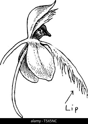 Photo est montrant une fleur d'frangée et sa lèvre est également mis en photo, dessin de ligne vintage ou gravure illustration. Illustration de Vecteur