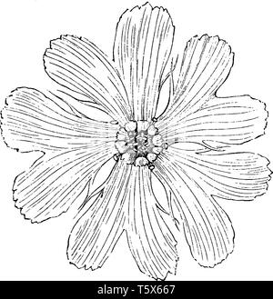 C'est une photo de corolle de Lychnis Fulgens grandiflora. C'est une plante à fleurs. Ses fleurs sont rouge, vintage dessin ou gravure illus Illustration de Vecteur