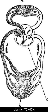 Circulation d'un reptile ont un trois ventricules similaire à la cœur d'amphibiens qui dirige le sang vers les circuits pulmonaire et systémique, vintag Illustration de Vecteur