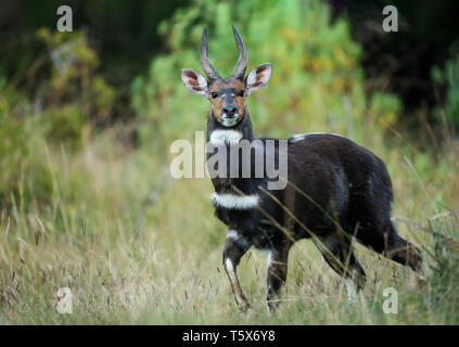 Menelik's (Tragelaphus scriptus meneliki Bushbuck) debout dans la forêt, de l'Éthiopie. Banque D'Images