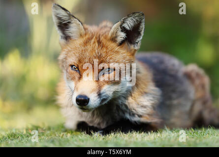 Close up of a red fox (Vulpes vulpes) allongés sur l'herbe, UK. Banque D'Images