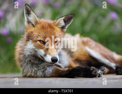 Close up of a red fox (Vulpes vulpes) se trouvant dans le jardin, UK. Banque D'Images