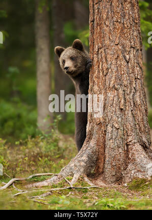 Ours brun européen (Ursos arctos) cub jeter sa tête de derrière l'arbre, en Finlande. Banque D'Images