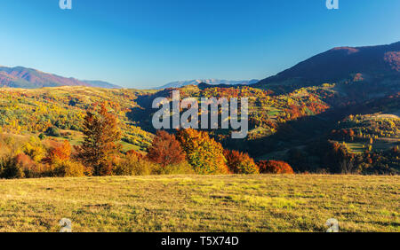 Superbe après-midi d'automne dans les montagnes. une campagne magnifique paysage avec des arbres à feuillage rouge sur les collines. zone rurale de carpates. ridge Banque D'Images