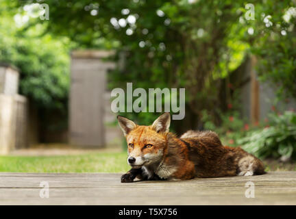 Close up of a red fox (Vulpes vulpes) est posé sur une lame de terrasse en bois, au Royaume-Uni. Banque D'Images