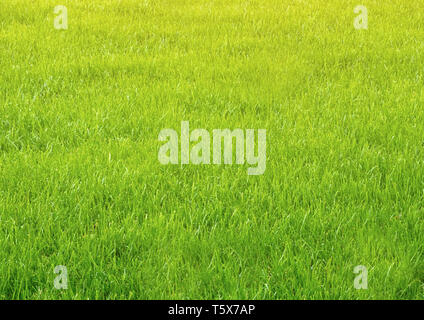 La nature horizontale du champ d'herbe verte toile fond texture Banque D'Images