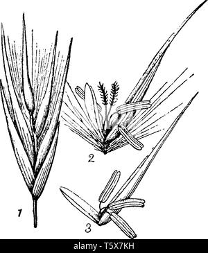 Cette photo montre un roseau. Partie intérieure de cette fleur il y a des pousse une anthère et stigmatisation, vintage dessin ou gravure illustration. Illustration de Vecteur