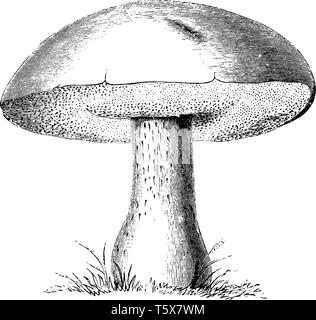 C'est image de Boletus edulis champignon. La PAC s'adresse à la partie supérieure et la partie inférieure est appelée le pied. La surface inférieure de la pac montre Illustration de Vecteur
