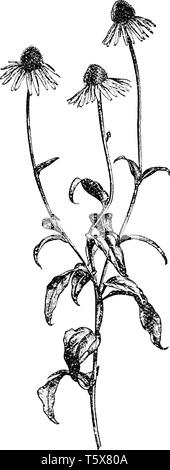 Une photo montre une branche et fleur d'échinacée pourpre aussi appelé Rudbeckia purpurea et Echinacea purpurea, vintage ou dessin de ligne engrav Illustration de Vecteur
