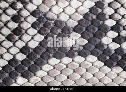 Motif peau de serpent naturel de la structure. Arrière-plan de la peau. Piton Peau de Python texture background. La texture de la peau de serpent en cuir véritable. Texture Serpent Banque D'Images