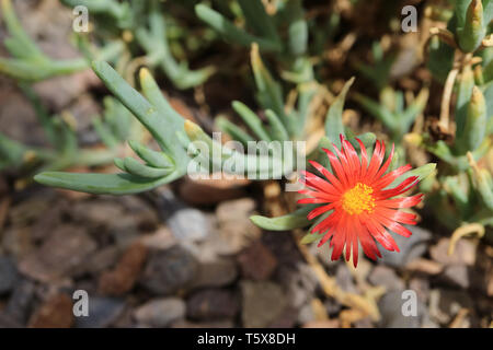 Gros plan du rouge en fleurs plantes succulentes Karkalla fleur dans la lumière du soleil Banque D'Images