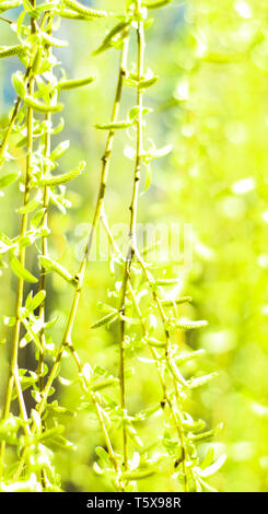 Environnement naturel, jardin botanique de textures et de la bioénergie concept - feuilles vertes au printemps, nature background Banque D'Images