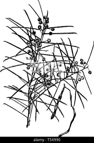 L'Acacia est un arbuste ou petit arbre espèces. Les branches sont maladroits dans la taille, taille de zone de long et de forme incurvée, vintage dessin ou gravure sur illust Illustration de Vecteur