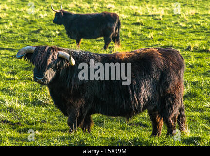 Highland cattle grazing on Wicken Fen Réserve Naturelle dans le Cambridgeshire, East Anglia, Angleterre, Royaume-Uni. Banque D'Images