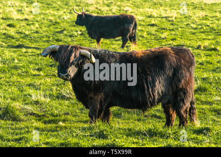 Highland cattle grazing on Wicken Fen Réserve Naturelle dans le Cambridgeshire, East Anglia, Angleterre, Royaume-Uni. Banque D'Images