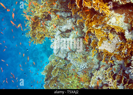 Millepora dichotoma chromis dimidiata corail et poisson. La vie sous-marine de la mer Rouge en Egypte. Poissons d'eau salée et de récifs coralliens. Corail de feu Banque D'Images