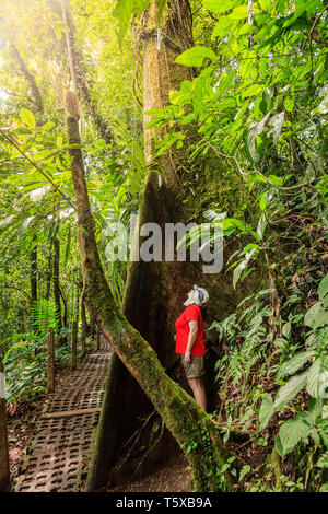 Femme se tient debout sous un arbre Matapalo sur un sentier à travers ponts suspendus d'Arenal au Costa Rica Banque D'Images