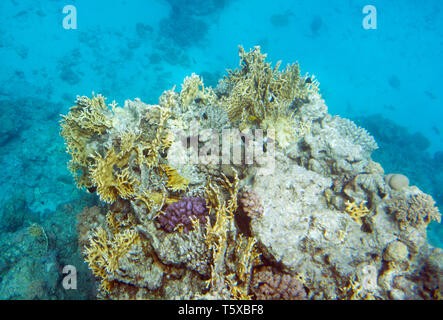 Millepora dichotoma chromis dimidiata corail et poisson. La vie sous-marine de la mer Rouge en Egypte. Poissons d'eau salée et de récifs coralliens. Corail de feu et bicolore pul Banque D'Images