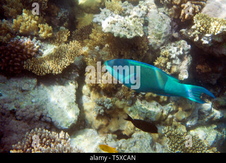 La vie sous-marine de la mer Rouge en Egypte. Poissons d'eau salée et de récifs coralliens. Poisson perroquet sur un plan avant, Scaridae famille Banque D'Images