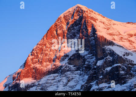 Alpenglow sur la face nord de l'Eiger en hiver. Kleine Scheidegg, Oberland Bernois, Suisse (Suisse) Banque D'Images