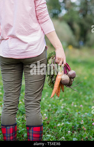 Cute girl holding carottes et betteraves en mains juste pour recueillir dans le jardin. Les légumes fraîchement récoltés. Banque D'Images