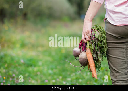 Cute girl holding carottes et betteraves en mains juste pour recueillir dans le jardin. Les légumes fraîchement récoltés. Banque D'Images