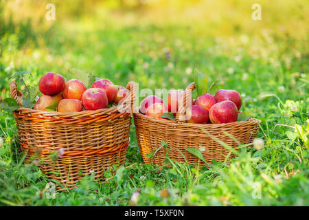 La cueillette des pommes. Les paniers de pommes rouges dans le jardin sur l'herbe. Les pommes biologiques. Banque D'Images