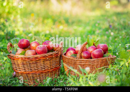 La cueillette des pommes. Les paniers de pommes rouges dans le jardin sur l'herbe. Les pommes biologiques. Banque D'Images