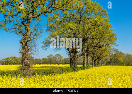 Domaines de colza jaune en pleine floraison. Banque D'Images