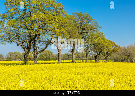 Domaines de colza jaune en pleine floraison. Banque D'Images