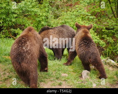 Trois petits ours jouant dans la forêt Banque D'Images