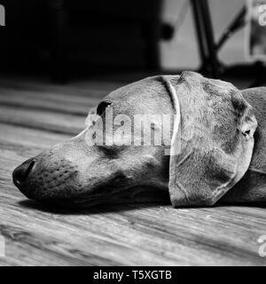 Weimaraner Lying On Side | mal chiot, chien couché sur le côté Banque D'Images
