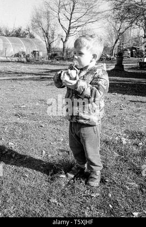 Deux ans Bébé garçon la collecte des oeufs de poule, Medstead, Hampshire, Angleterre, Royaume-Uni Banque D'Images