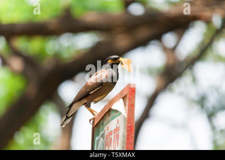 Oiseaux communs Myna Banque D'Images