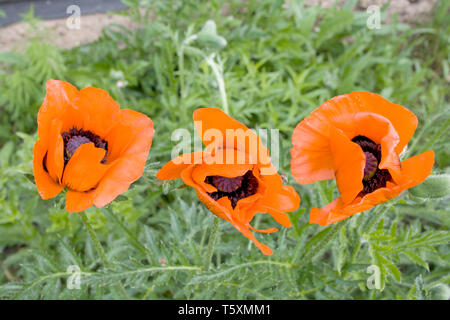 Trois rouges poppys en fleur Banque D'Images