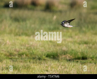 Un Coucou (Cuculus canorus) dans les prairies d'Oxfordshire faible vol Banque D'Images