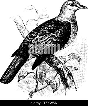 Fruits Bronze Pigeon est un oiseau de la famille des Columbidae de pigeons et tourterelles, vintage dessin ou gravure illustration. Illustration de Vecteur